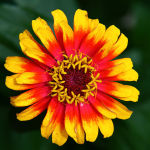 800px-Hippie-flower_-_Virginia_-_ForestWander