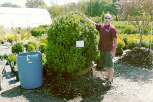 (above) Owner Tony Catanzaro selecting a mature boxwood at the nursery.