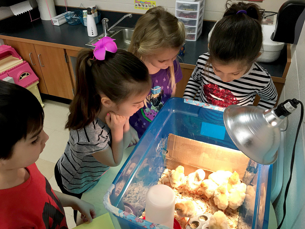 Chicks.PHOTO #3