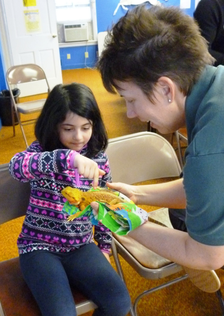 Meeting Tillie the Bearded Dragon