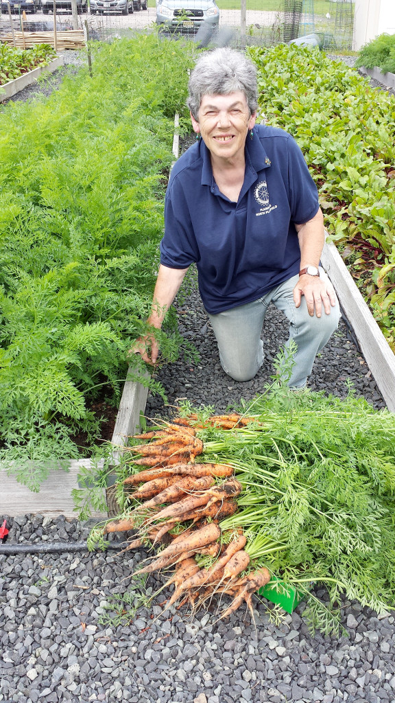 (above) Rotary Club member Vicky Griswold with some of the 37 pounds of carrots she harvested at the Giving Garden in Warren.