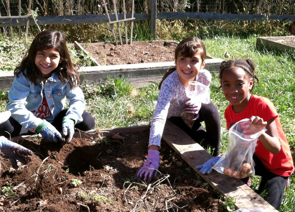 (above) Second graders (from left) Alyssa Hammoud, Valentina Galitis, and Angelina Bien-Aime dig for potatoes in ALT’s garden, which has been yielding fruits, vegetables and flowers for nearly a decade. Photos by Warren Township Schools.