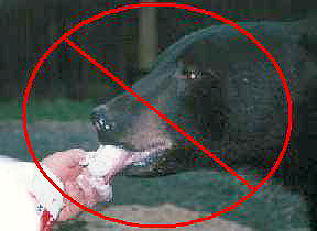 bear-facts
